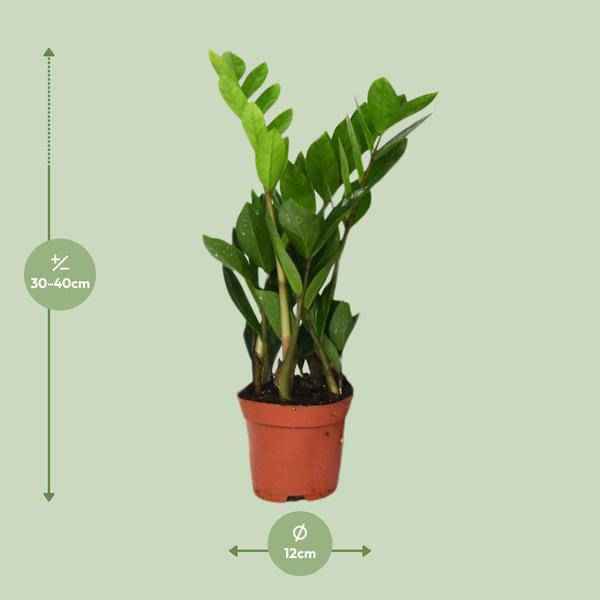 Image of Glücksfeder Zamioculcas Zamiifolia – Zimmerpflanze – Ø12cm – 40cm Höhe – pflegeleicht, dunkelgrüne glänzende Blätter – ideal für Wohnzimmer & Büro