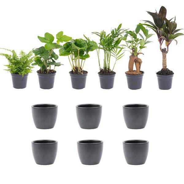 Image of Zimmerpflanzen Set 6 Pflanzen mit Keramiktöpfen – pflegeleichtes Pflanzen Set für Urban Jungle, Fensterbank, Wohnzimmer & Büro-0