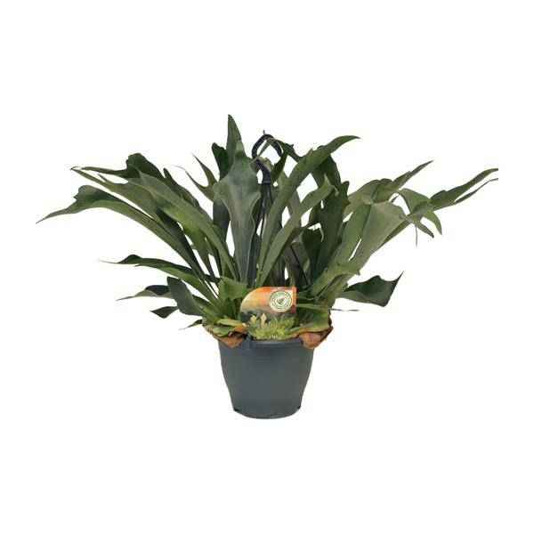 Image of Geweihfarn Platycerium bifurcatum Zimmerpflanze Ø21cm ↕50cm – pflegeleichte Grünpflanze für Wohnzimmer, Büro & helle Standorte kaufen-0