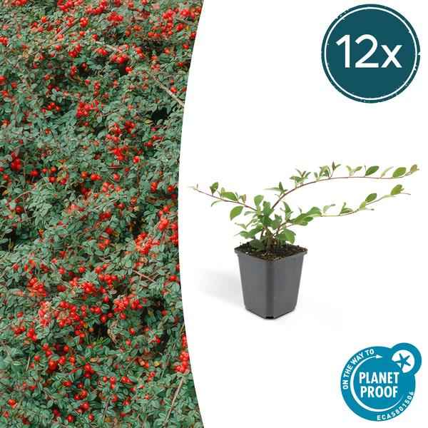 Image of Teppichmispel Cotoneaster dammeri 'Major' – 12 Pflanzen – ↕25cm – Ø9cm – Bodendecker – Winterhart & pflegeleicht – Sonne & Schatten