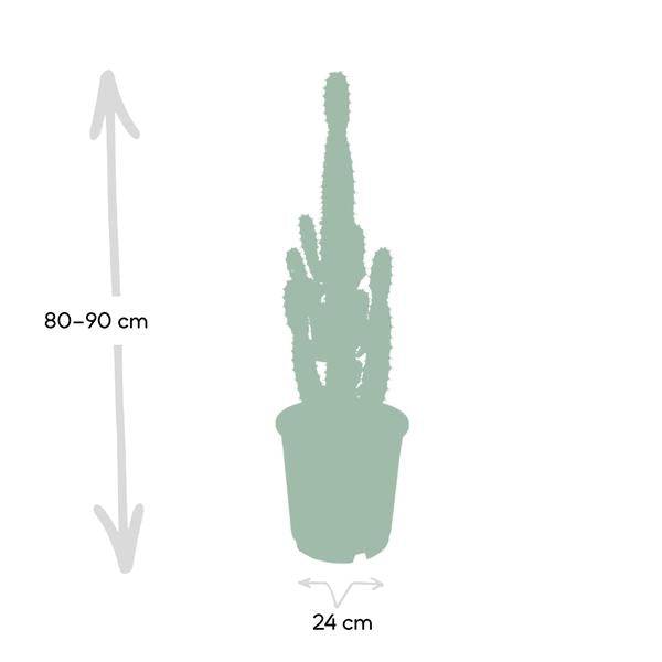 Image of Kaktus – Wolfsmilch – Euphorbia Acrurensis (Cowboy – Kaktus) – Zimmerpflanze – Ø24cm ↕60-80cm – Sukkulente – Pflegeleicht – Exotisches Wüstendesign-3