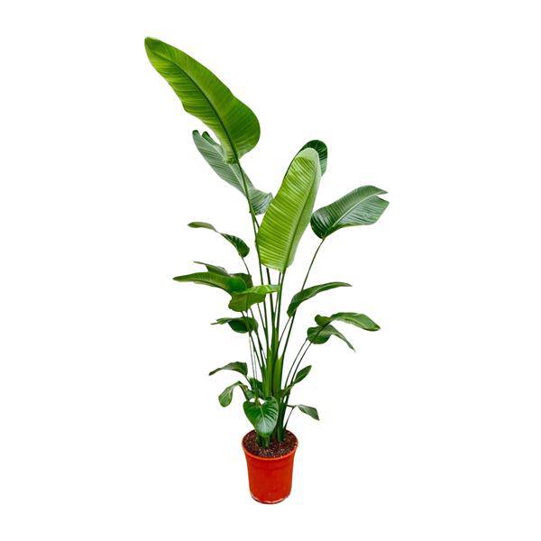 Image of Baum – Strelitzie – Strelitzia Nicolai – Zimmerpflanze 190cm – Ø27cm – Weißer Paradiesvogel mit großen grünen Blättern-0