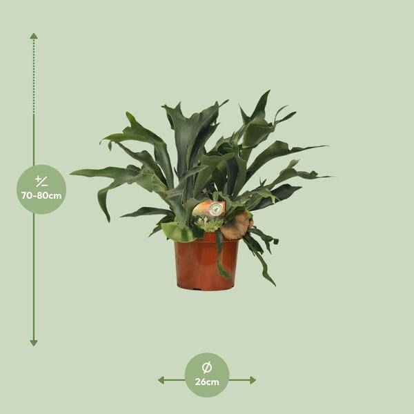 Image of Geweihfarn Platycerium bifurcatum Zimmerpflanze Ø26cm ↕80cm – pflegeleichte Grünpflanze für Wohnzimmer, Büro & helle Standorte kaufen-1