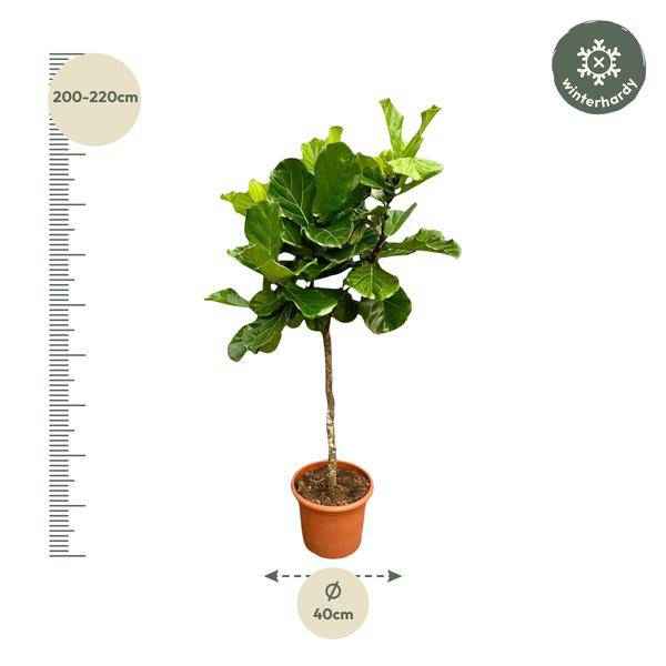 Image of Geigen – Feige – Ficus Lyrata – Zimmerpflanze 210cm – Ø40cm – XXL – Designpflanze mit großen geigenförmigen Blättern – Pflegeleicht