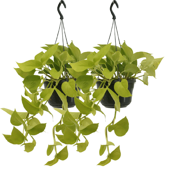 Image of Efeutute – Epipremnum Golden Pothos – Scindapsus – Zimmerpflanze – Ø15cm – ca. 25cm hoch – 2 Pflanzen – pflegeleichte Kletter-0