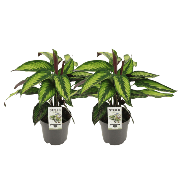 Image of Calathea Majestica Princeps Korbmarante – 2 Zimmerpflanzen Ø14cm – Tropische Zimmerpflanze ca. 45cm hoch – Pflegeleicht & luftbefeuchtend-0