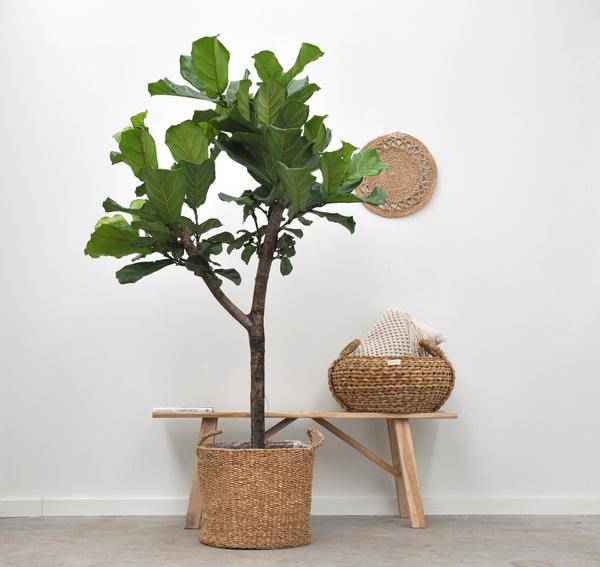 Image of Korb Bube – 26cm x 23cm – Stilvoller Übertopf für Zimmerpflanzen – Pflanzkorb für Wohnzimmer, Balkon & Garten-3