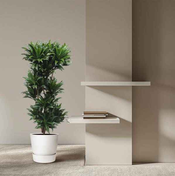 Image of Drachenbaum Dracaena Compacta – 140cm hoch – Ø30cm – Elegante Zimmerpflanze mit dichtem dunkelgrünem Blattwerk – pflegeleicht – für Zimmer & Büro-3