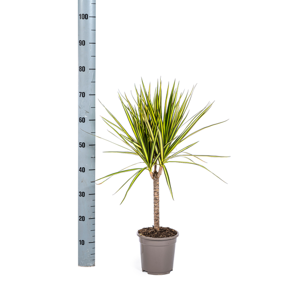 Image of Dracaena Marginata Sunray – Drachenbaum – Zimmerpflanze – Ø17cm – ↕60-80cm – Grüne & gelbe Blätter, pflegeleicht-4