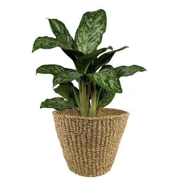 Image of Korb – Jip Natur – XL – H31cm B37cm – Blumentopf aus Seegras – Handgefertigt – Nachhaltig – Dekokorb in Hellbraun-3