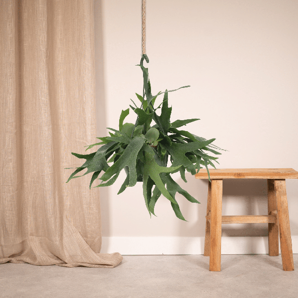 Image of Geweihfarn Zimmerpflanze Ø21cm ↕50cm – pflegeleichte Grünpflanze für Wohnzimmer, Büro & helle Standorte kaufen-1