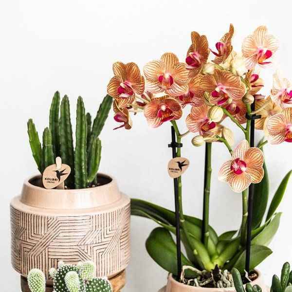Image of Stapelia Zimmerpflanze Ø9cm – pflegeleichte Sukkulente für Wohnzimmer, Büro & helle Standorte kaufen-4
