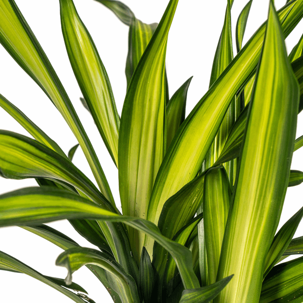 Image of Drachenbaum Dracaena deremensis Rikki 90-110cm 21cm Zimmerpflanze pflegeleicht grüne Blattpflanze für Wohnzimmer Büro Flur moderne große Grünpflanze-2