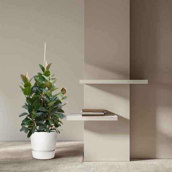 Image of Gummibaum – Ficus Robusta – Zimmerpflanze 150cm – Ø38cm – XXL – Pflanze mit großen dunkelgrünen Blättern – Kübelpflanze für Wohnzimmer & Büro