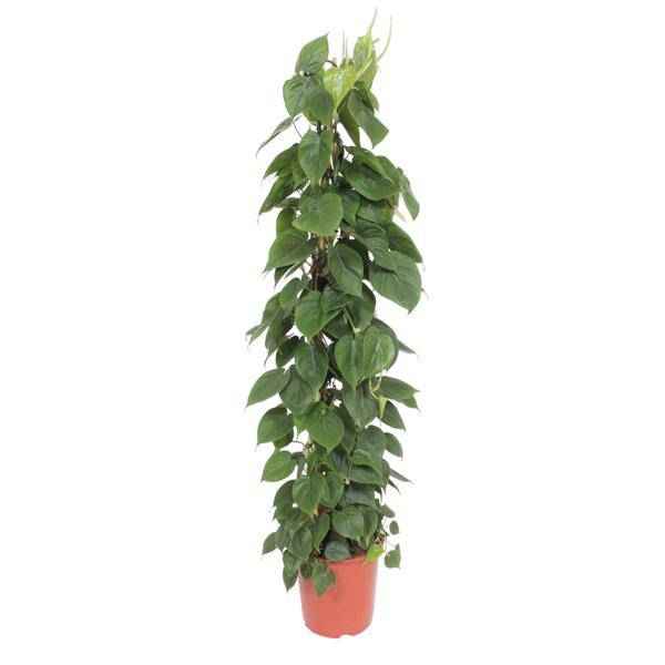 Image of Herzblatt Philodendron Scandens – Zimmerpflanze – 150cm – Ø27cm – Tropische Kletterpflanze mit herzförmigen Blättern – Deko-0