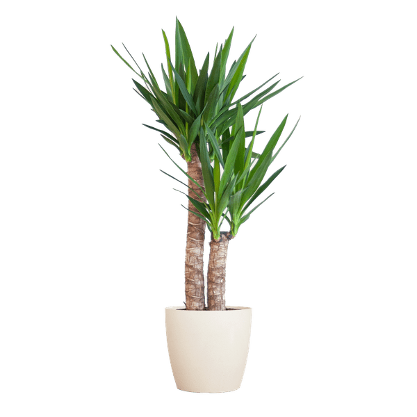 Image of Yucca Elephantipes – Riesen – Palmlilie – Zimmerpflanze – ca. 90cm hoch – Ø21cm – In Übertopf Viber Weiß – Pflegeleicht & nachhaltig-0