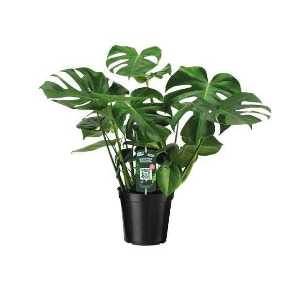 Image of Monstera Deliciosa Köstliches Fensterblatt Zimmerpflanze Ø21cm ↕65cm – pflegeleichte Grünpflanze für Wohnzimmer, Büro & helle Standorte kaufen-0