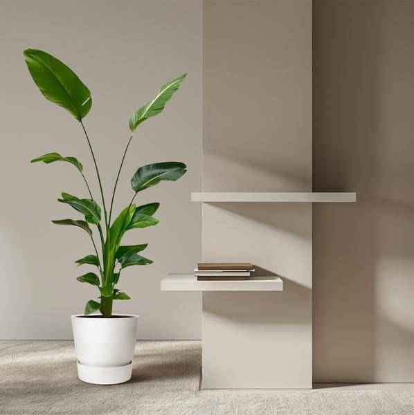 Image of Baum – Strelitzie – Strelitzia Nicolai – Zimmerpflanze 175cm – Ø24cm – Weißer Paradiesvogel mit großen grünen Blättern-3