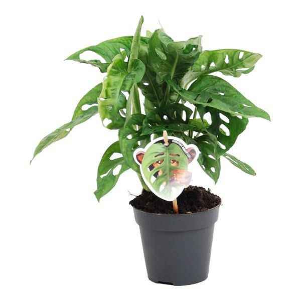 Image of Monstera obliqua Monkey Leaf – Fensterblatt – Kletterpflanze und Zimmerpflanze mit dekorativen Blättern – Ø12cm – ↕25cm-0