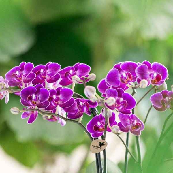Image of Phalaenopsis Orchidee Lilac Morelia – Zimmerpflanze – Ø9cm – Fliederfarbene Blütenpracht-3