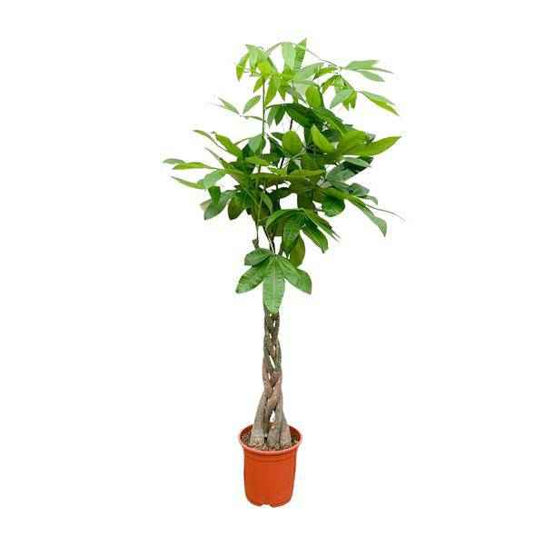 Image of Glückskastanie – Pachira Aquatica – Zimmerpflanze 110cm – Ø21cm – Geldbaum mit geflochtenem Stamm – Exotische Grünpflanze für Wohnzimmer & Büro-0