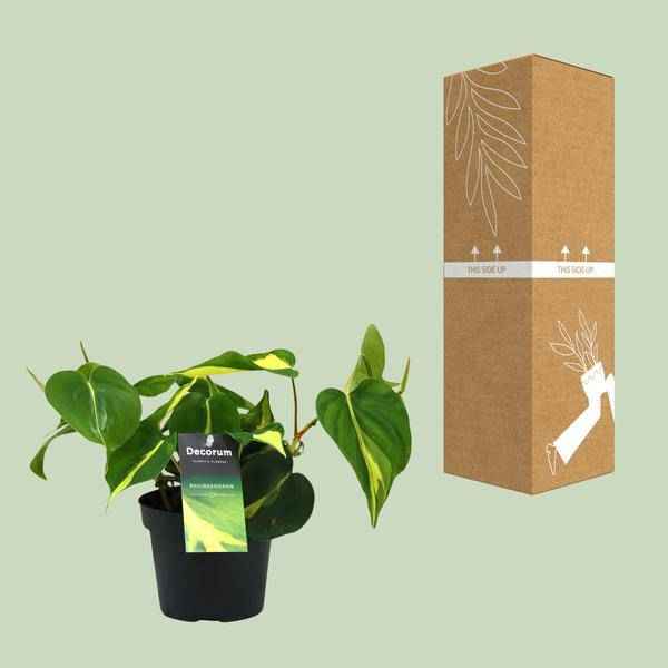 Image of Baumfreund – Philodendron Brasil Scandens – Zimmerpflanze – Ø12cm – ca. 20cm hoch – pflegeleichte Kletterpflanze für Wohnung, Büro & Innenräume-2