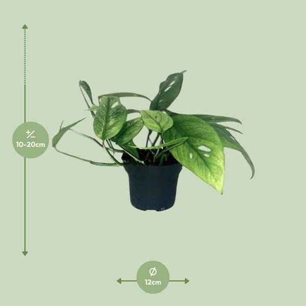 Image of Efeutute Epipremnum Cebu Blue – Ø12cm – ↕20cm – Seltene Zimmerpflanze mit blaugrünem Blattwerk – Pflegeleichte & luftreinigende Rankpflanze für Wohnzimmer & Büro