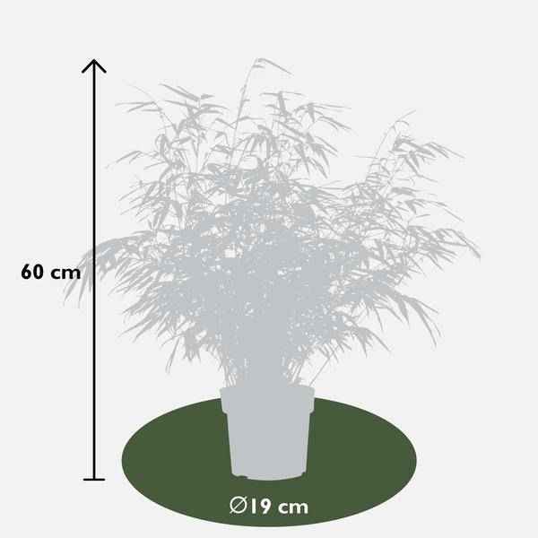Image of Schirmbambus Fargesia rufa – 2er – Set – ca. 60cm hoch Ø19cm – Immergrüner, horstbildender Bambus – Winterhart & nicht wuchernd
