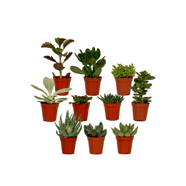 Image of Sukkulenten Mix – 10 Pflanzen – Verschiedene Arten – Aloe Vera, Echeveria, Kalanchoe, Sedum – Zimmerpflanzen im Topf – Ø5,5cm – ↕7cm-0