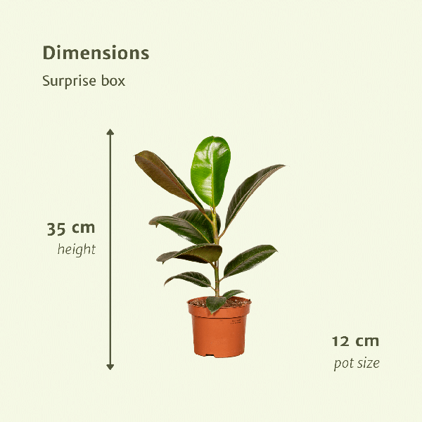 Image of Pflanzen Überraschungsbox Ø12cm – pflegeleichtes Pflanzen Set für Urban Jungle, Fensterbank, Wohnzimmer & Büro-2