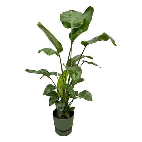 Image of Strelitzia Nicolai – Baum – Strelitzie – Zimmerpflanze ca. 160cm – Ø30cm – inkl. Pflanzgefäß Greenville Grün – Weißer Paradiesvogel – Tropische XL
