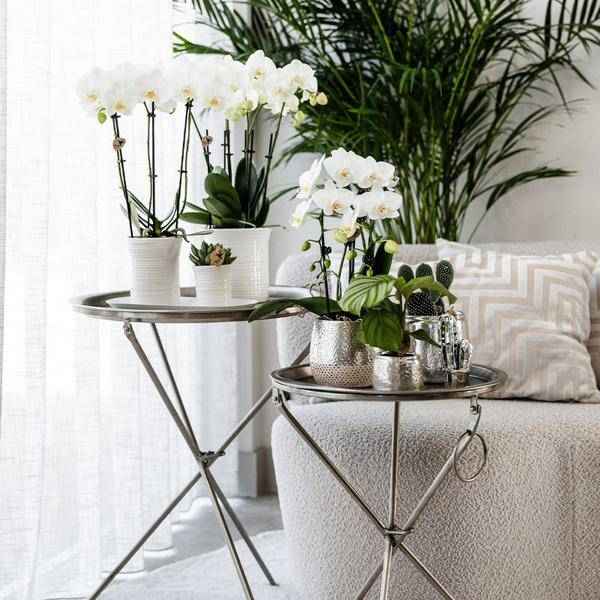 Image of Elite Pflanztopf Silber Ø12cm – glänzender Keramik Übertopf – luxuriöser Blumentopf für Zimmerpflanzen & Kräuter-1