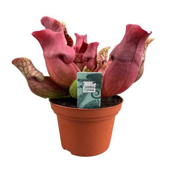 Image of Fleischfressende Pflanze Sarracenia Maroon – Schlauchpflanze – Ø12cm – ↕23cm – Exotische Zimmerpflanze mit auffälligen Kannen – Pflegeleicht & luftreinigend – Für Innen & geschützte Außenbereiche