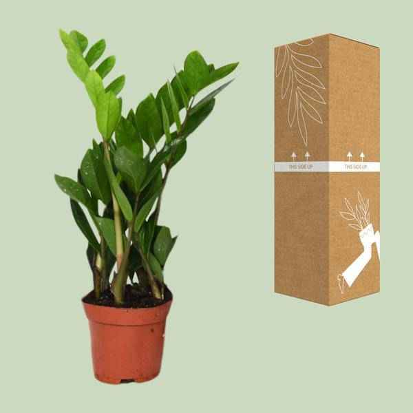 Image of Glücksfeder Zamioculcas Zamiifolia – Zimmerpflanze – Ø12cm – 40cm Höhe – pflegeleicht, dunkelgrüne glänzende Blätter – ideal für Wohnzimmer & Büro