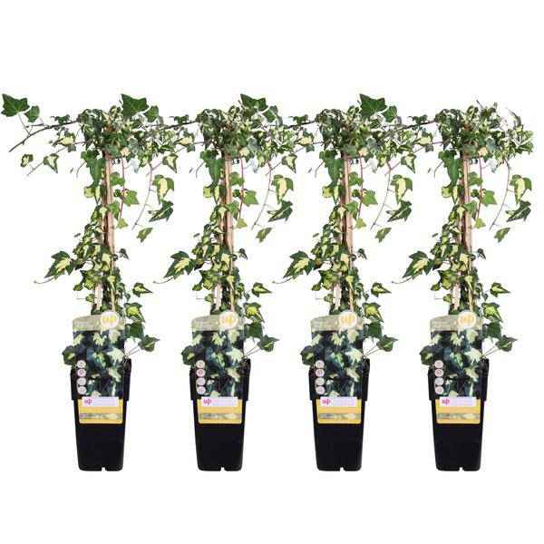 Image of Hedera colchica Dentata Variegata – Efeu – 2 Pflanzen – Immergrüne Kletterpflanze – Ø15cm – Höhe ca. 65cm
