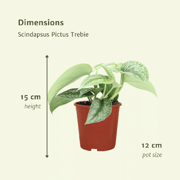 Image of Efeutute Scindapsus Pictus Trebie Epipremnum Zimmerpflanze Ø12cm ↕15cm – pflegeleichte Grünpflanze für Wohnzimmer, Büro & helle Standorte kaufen-3