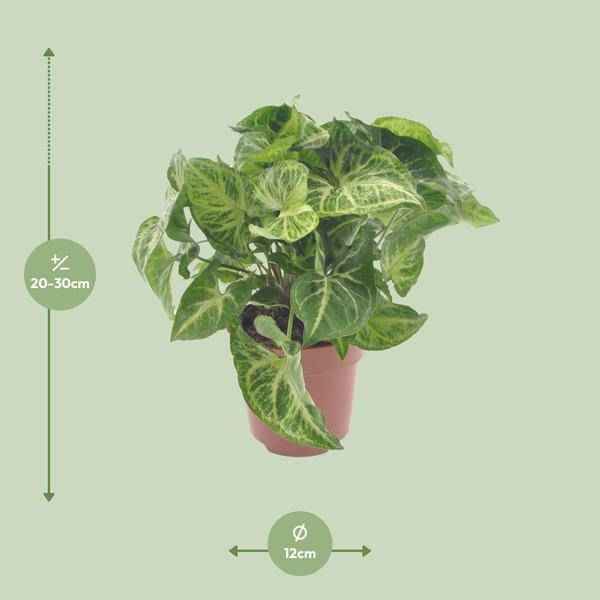 Image of Purpurtute Syngonium Arrow – Ø12cm – ↕25cm – Pflegeleichte Zimmerpflanze mit pfeilförmigem Laub – Grünpflanze für Wohnzimmer, Büro & Pflanzgefäße-1