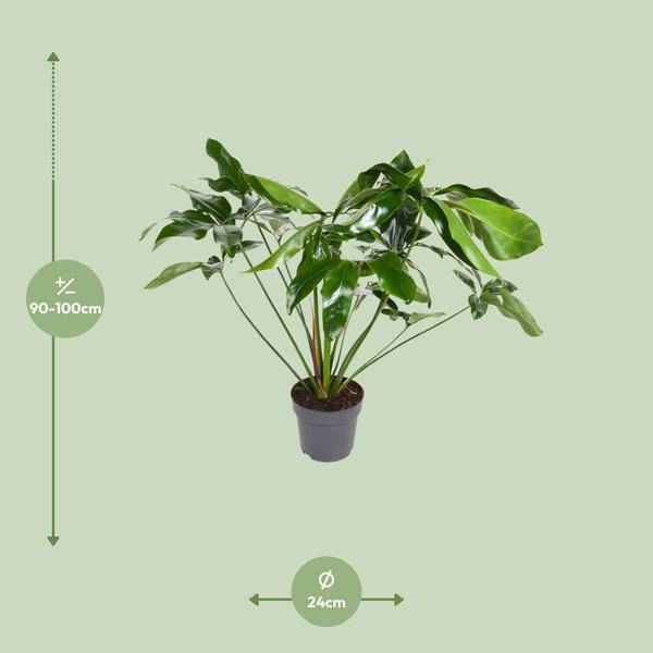 Image of Baumfreund Philodendron Green Wonder Zimmerpflanze Ø24cm ↕100cm – pflegeleichte Grünpflanze für Wohnzimmer, Büro & helle Standorte kaufen-1