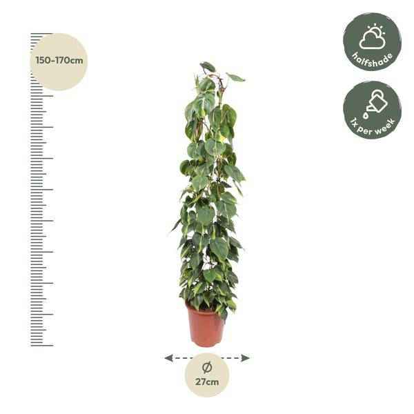 Image of Baumfreund – Philodendron Scandens Brasil – Zimmerpflanze – 160cm – Ø27cm – pflegeleichte Kletterpflanze mit herzförmigen Blättern