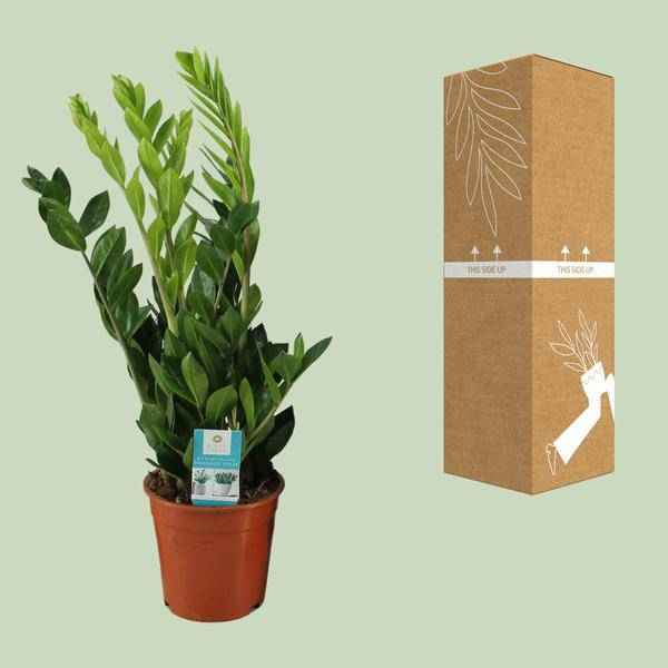 Image of Glücksfeder Zamioculcas Zamiifolia Zimmerpflanze Ø17cm ↕65cm – pflegeleichte Grünpflanze für Wohnzimmer, Büro & helle Standorte kaufen