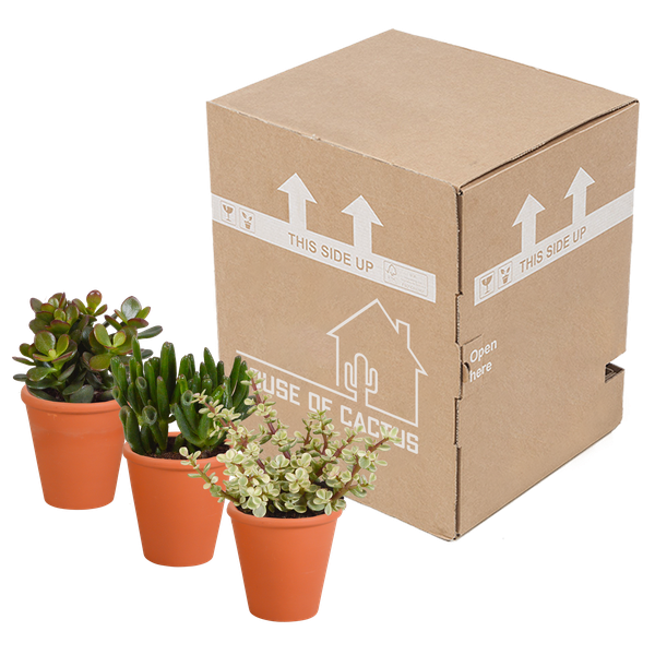 Image of Crassula Mix – Dickblatt 3 Pflanzen – Ø8,5cm Zimmerpflanzen im Terrakotta – Topf – Verschiedene Sukkulenten im mediterranen Tontopf-2