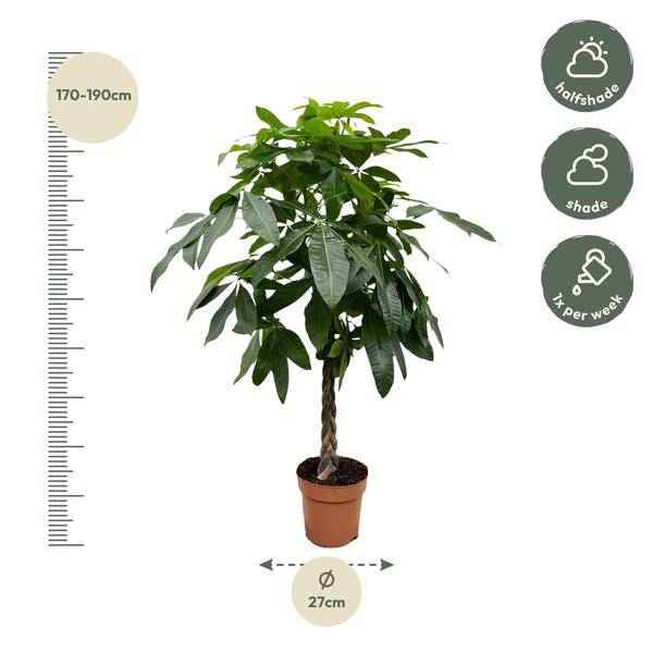 Image of Glückskastanie – Pachira Aquatica – 150cm hoch – Ø27cm – Geldbaum als Zimmerpflanze – Luftreinigend & pflegeleicht – Ideal für Zimmer & Büro