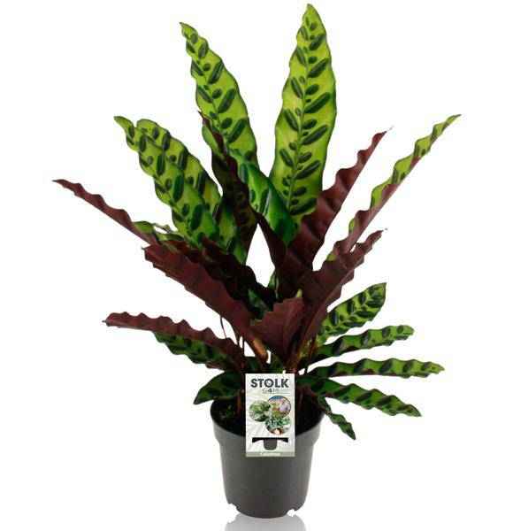 Image of Lanzenblättrige Korbmarante – Calathea Lancifolia Insignis – Tropische Zimmerpflanze – Ø14cm – ↕45cm
