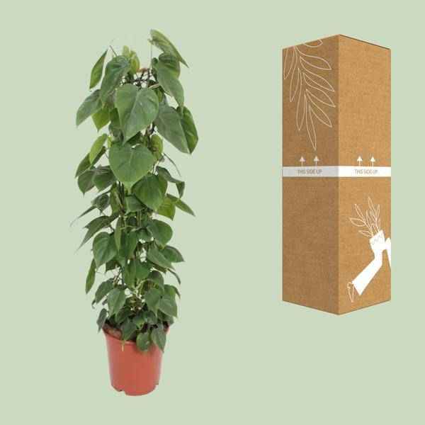 Image of Baumfreund Philodendron Scandens Zimmerpflanze Ø24cm ↕120cm – pflegeleichte Grünpflanze für Wohnzimmer, Büro & helle Standorte kaufen