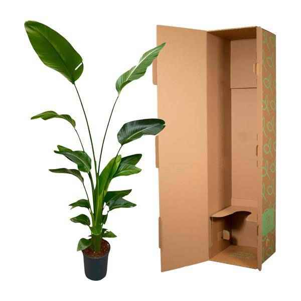 Image of Baum – Strelitzie – Strelitzia Nicolai – Zimmerpflanze 175cm – Ø24cm – Weißer Paradiesvogel mit großen grünen Blättern-2