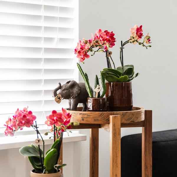 Image of Aasblume – Stapelia – Zimmerpflanze – Ø6cm – Exotische & pflegeleichte Sukkulente – Seltene Kaktusart für Wohnzimmer, Büro & Pflanzenliebhaber-4