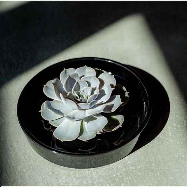 Image of Sukkulente – Echeveria pulidonis ROOTLESS – Ø20cm Schale Schwarz – Zimmerpflanze ohne Wurzeln – Pflegeleichte Schnitt-1