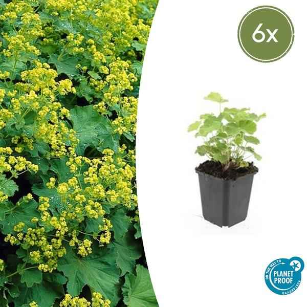 Image of Weicher Frauenmantel Alchemilla mollis – ↕10-25cm – Ø9cm – 6 Pflanzen – Bodendecker & Staude für Beete, schattige Plätze & Garten-1