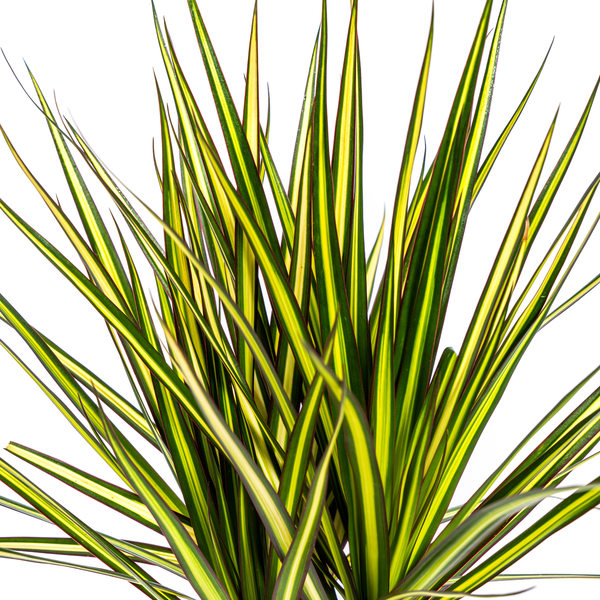 Image of Dracaena Marginata Sunray – Drachenbaum – Zimmerpflanze – Ø17cm – ↕60-80cm – Grüne & gelbe Blätter, pflegeleicht-2