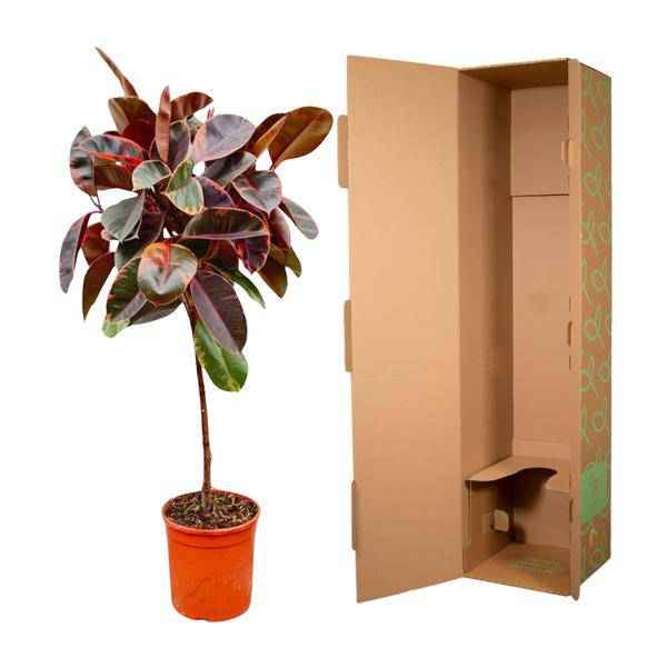 Image of Gummibaum Ficus Elastica Belize Zimmerpflanze Ø24cm ↕130cm – pflegeleichte Grünpflanze für Wohnzimmer, Büro & helle Standorte kaufen-2